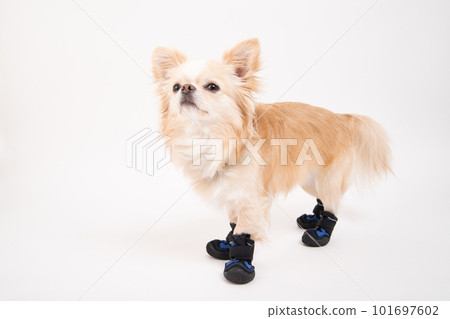 站在狗鞋裡的奶油吉娃娃 101697602