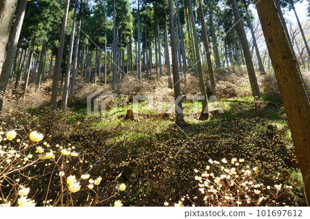 Mitsumata集團布 101697612