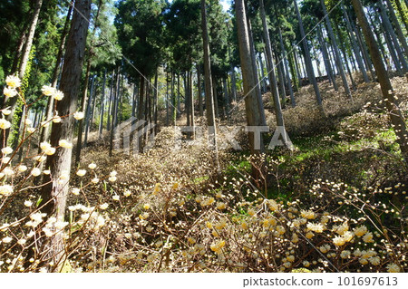 Mitsumata集團布 Mitsumata集團布 101697613