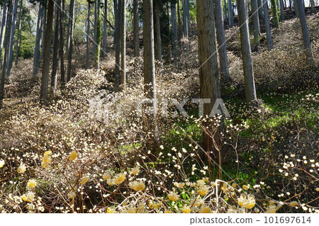 Mitsumata集團布 Mitsumata集團布 101697614