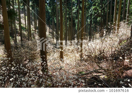 Mitsumata集團布 101697616