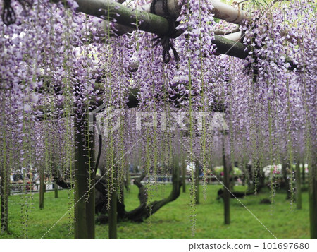 紫藤格子 101697680