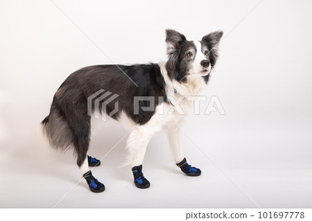 A border collie wearing dog shoes and happily waiting to go out 101697778