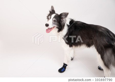 A border collie wearing dog shoes and happily waiting to go out 101697790