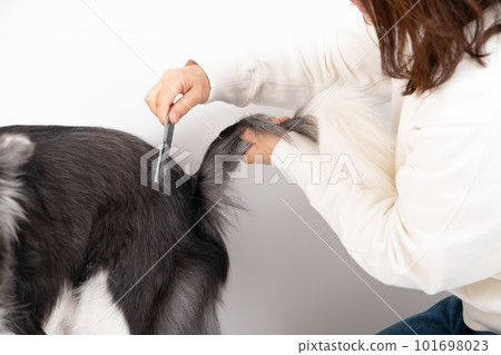 A border collie having his legs combed 101698023