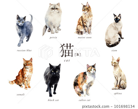 Cat watercolor illustration B set / AI image (calico cat, black cat, Siamese, sphinx, etc.) Cat watercolor illustration B set / AI image (calico cat, black cat, Siamese, sphinx, etc.) 101698134