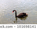 Black bird swimming in the lake 101698141