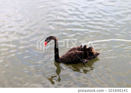 Black bird swimming in the lake Black bird swimming in the lake 101698141
