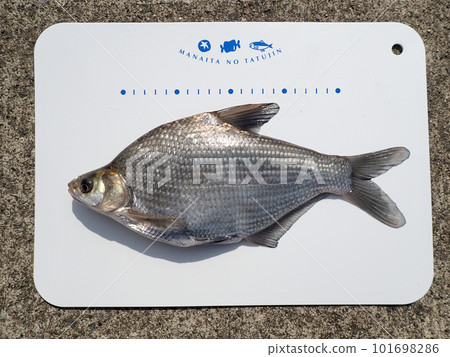 Dantobo, a non-native fish native to China, confirmed in 2009 Dantobo, a non-native fish native to China, confirmed in 2009 101698286