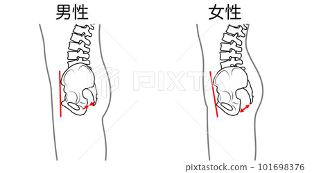 Comparison of male and female pelvis Side guide available 101698376
