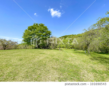 有美麗新鮮的綠色植物的春天公園 101698543