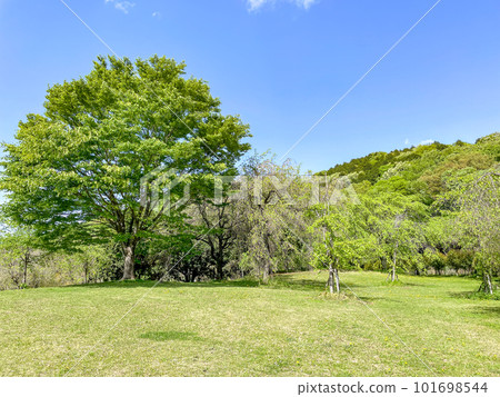 有美麗新鮮的綠色植物的春天公園 101698544