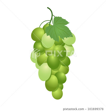 Green table grapes. Vector illustration of white grapes realistic style Green table grapes. Vector illustration of white grapes realistic style 101699378