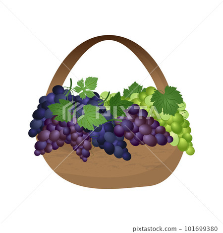Set of green, purple and blue table grapes with leaves in a basket. Vector illustration realistic style 101699380