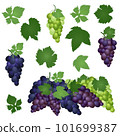 Set of green, purple and blue table grapes with leaves. Vector illustration realistic style white background. 101699387