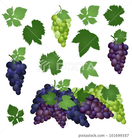 Set of green, purple and blue table grapes with leaves. Vector illustration realistic style white background. Set of green, purple and blue table grapes with leaves. Vector illustration realistic style white background. 101699387