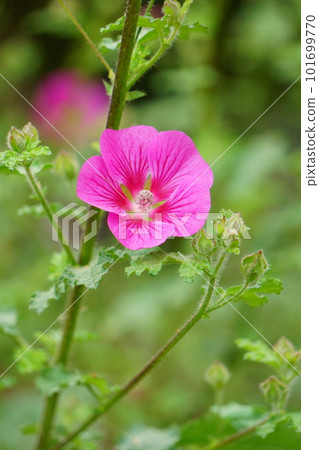 Pink Anisodontea Anisodontea Capensis 1 Pink Anisodontea Anisodontea Capensis 1 101699770