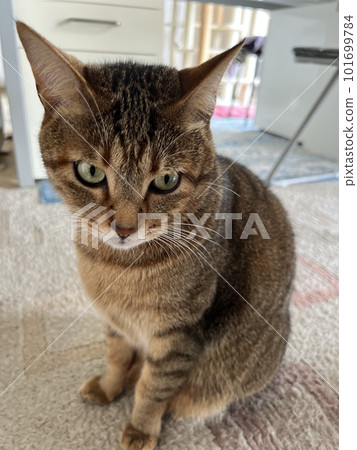 [保護貓] 從地毯上凝視的貓雉貓 101699784