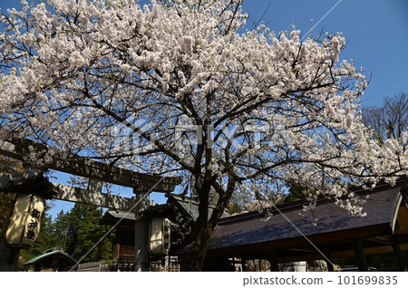 Morioka Hachimangu Shrine in spring Morioka Hachimangu Shrine in spring 101699835