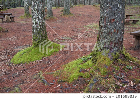 Moss covering the base of a giant tree 101699839
