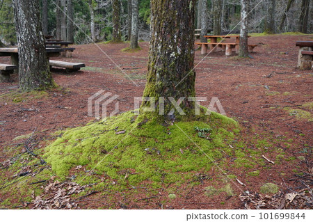 Moss covering the base of a giant tree 101699844