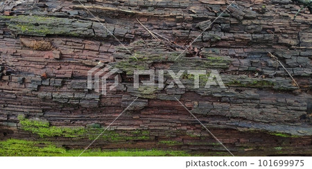 loose texture of old wood 101699975