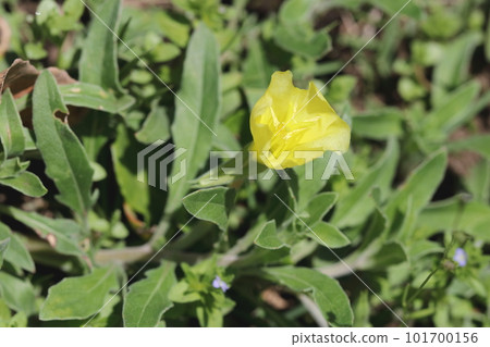 開花在路旁的花 開花在路旁的花 101700156