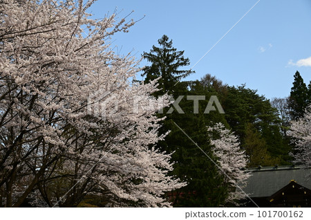 Iwate Gokoku Shrine in spring Iwate Gokoku Shrine in spring 101700162