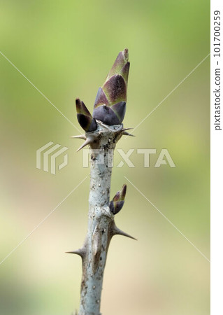 帶有蛋形圓錐形頂芽的 Harigiri 101700259