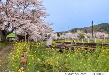 Scenery of Satomi Station on the Kominato Railway with beautiful spring cherry blossoms 101700308