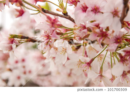 Scenery of Satomi Station on the Kominato Railway with beautiful spring cherry blossoms Scenery of Satomi Station on the Kominato Railway with beautiful spring cherry blossoms 101700309
