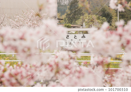 Scenery of Satomi Station on the Kominato Railway with beautiful spring cherry blossoms Scenery of Satomi Station on the Kominato Railway with beautiful spring cherry blossoms 101700310