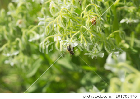日本蜜蜂採集花蜜 101700470