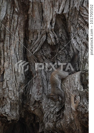 Ezo squirrel looking for food saved last year Ezo squirrel looking for food saved last year 101700502