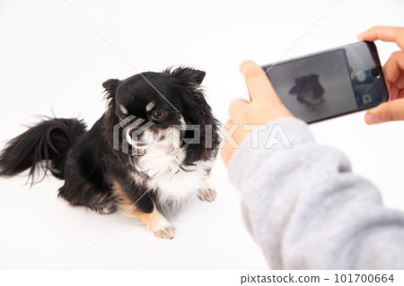 A black chihuahua that turns away when the camera is turned 101700664