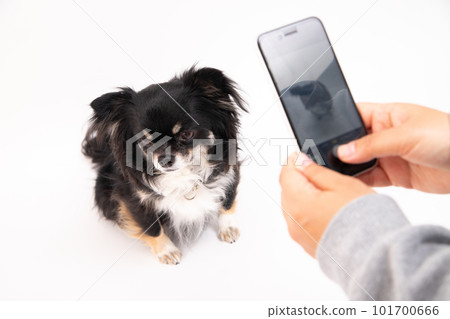 一隻黑色的吉娃娃,當鏡頭轉動時會轉身離開 一隻黑色的吉娃娃,當鏡頭轉動時會轉身離開 101700666