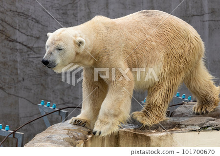Sapporo Maruyama Zoo Polar Bear 101700670