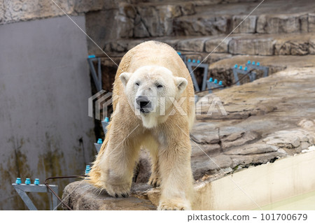 札幌丸山動物園北極熊 札幌丸山動物園北極熊 101700679