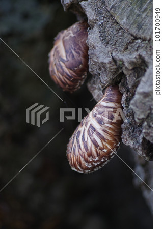 2 shiitake mushrooms cultivated using hodagi wood - 2 2 shiitake mushrooms cultivated using hodagi wood - 2 101700949