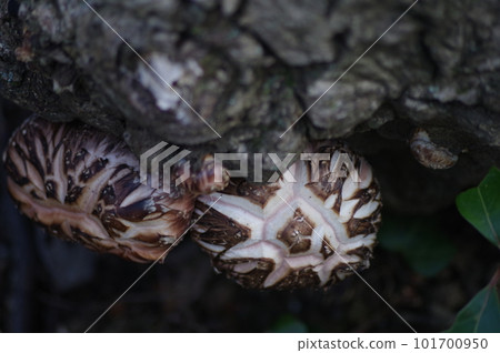 2 shiitake mushrooms grown on Hodagi - 3 2 shiitake mushrooms grown on Hodagi - 3 101700950