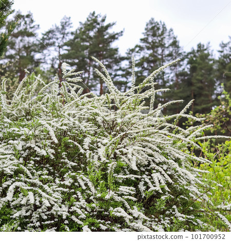 Thunberg Spirea bush in blossom. Background of white flowers. Gardening concept Thunberg Spirea bush in blossom. Background of white flowers. Gardening concept 101700952