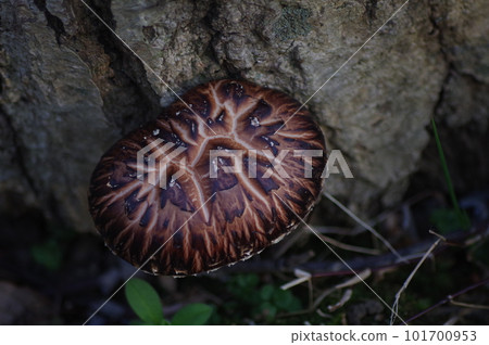 1 log-grown shiitake mushroom - 2 1 log-grown shiitake mushroom - 2 101700953
