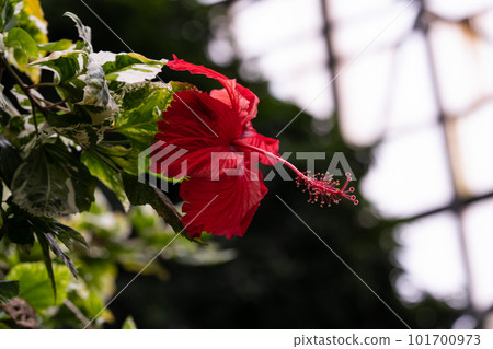 Aloaro hibiscus flower tropical hibiscus Aloaro hibiscus flower tropical hibiscus 101700973