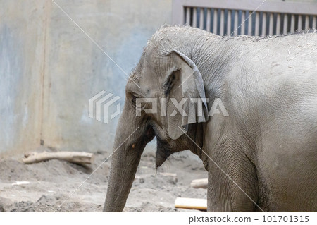 札幌丸山動物園大象 101701315