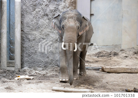 Sapporo Maruyama Zoo Elephant 101701338