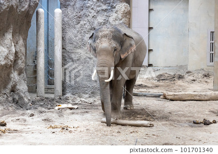 札幌丸山動物園大象 101701340