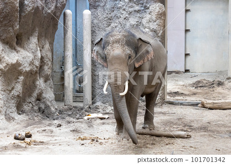 札幌丸山動物園大象 101701342