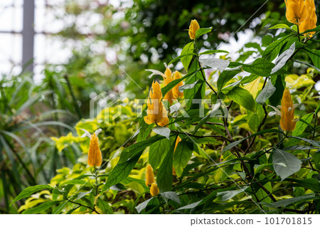 巴基斯坦黃花薑黃 sangobana 黃色花 巴基斯坦黃花薑黃 sangobana 黃色花 101701815