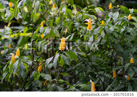 Pakistanis lutea curcuma sangobana yellow flower 101701816