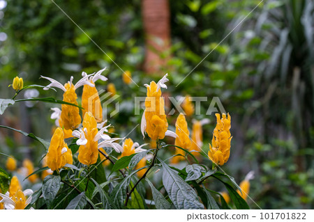 Pakistanis lutea curcuma sangobana yellow flower Pakistanis lutea curcuma sangobana yellow flower 101701822